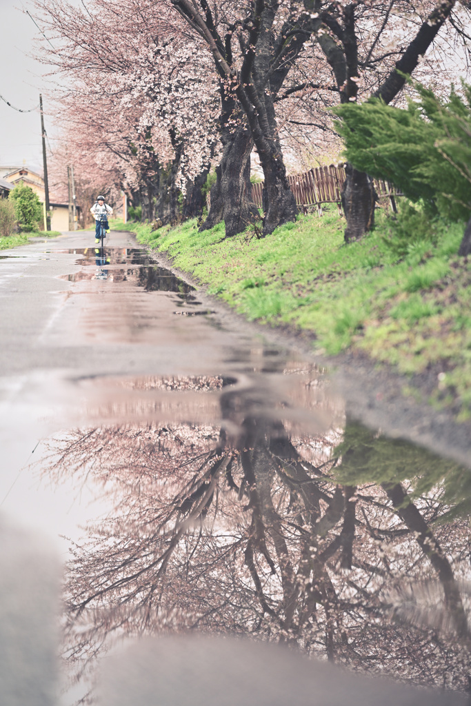雨のち桜