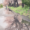 雨のち桜