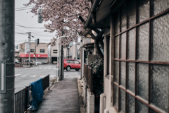 桜咲く