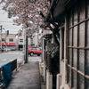 桜咲く