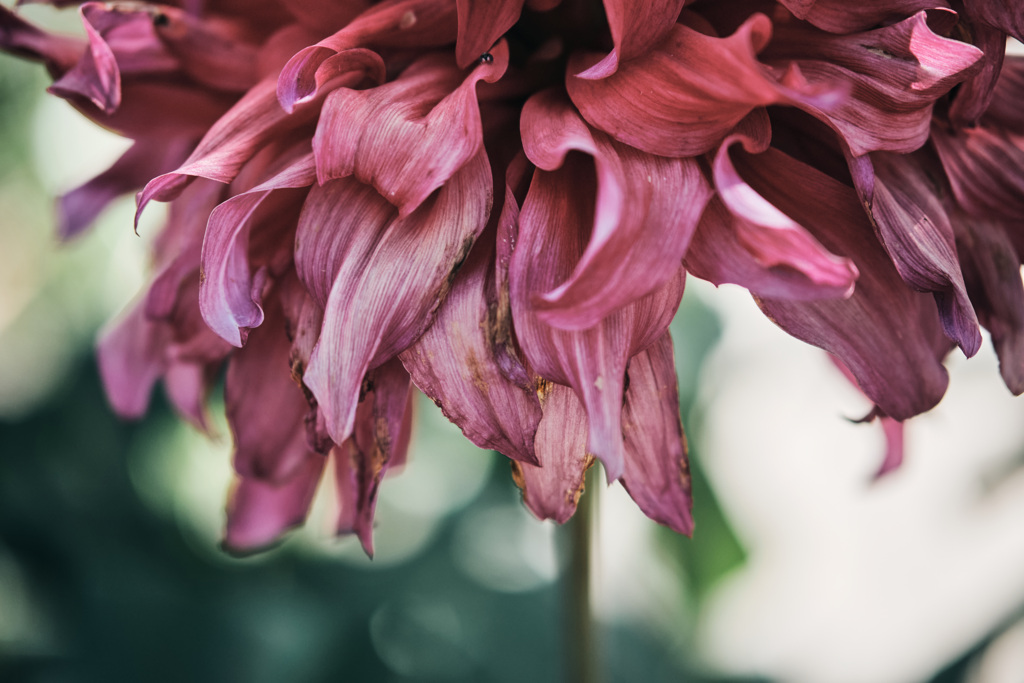 dahlia