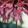 dahlia