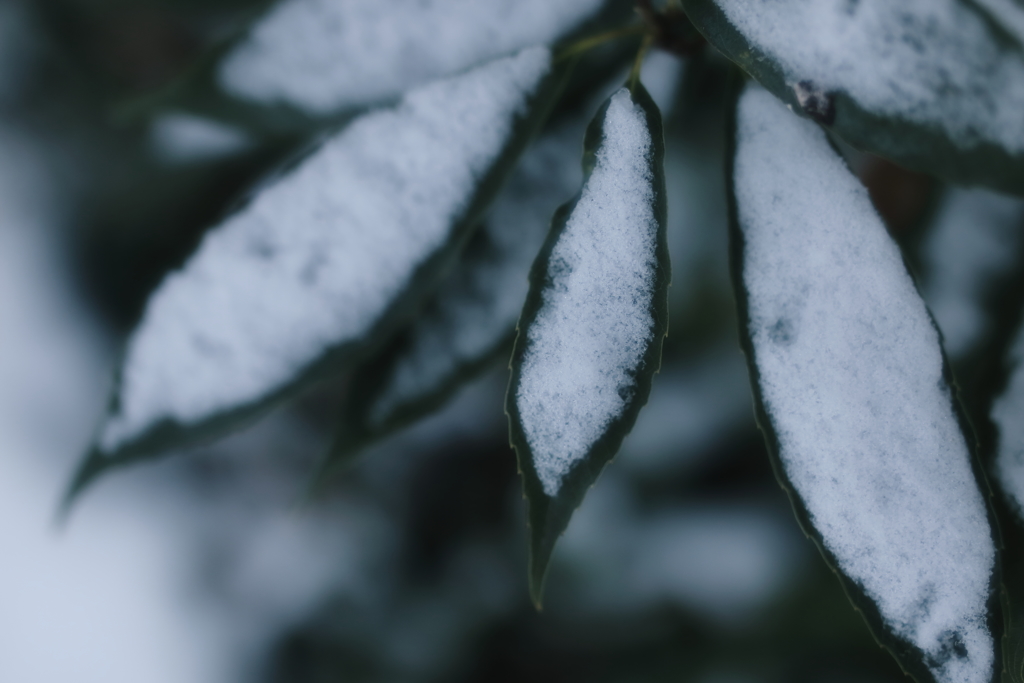 雪と葉