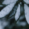 雪と葉