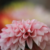 花盛り