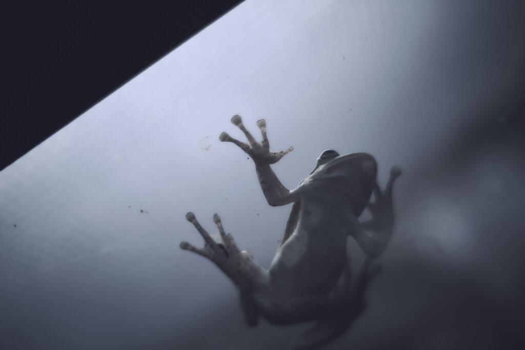 frog
