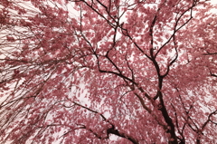 桜降る