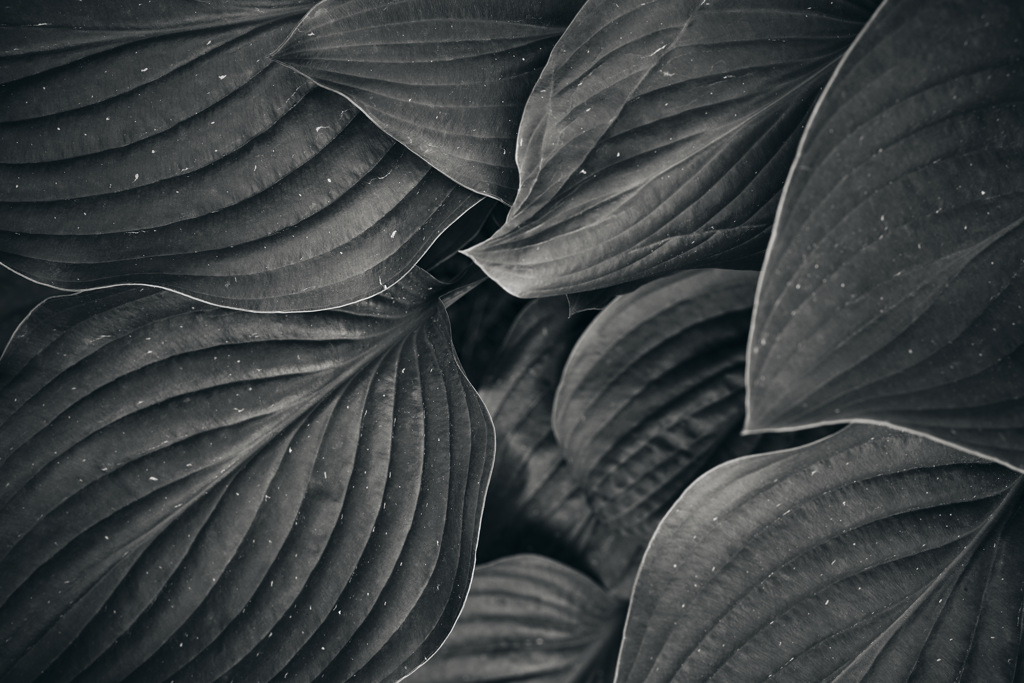 monochrome