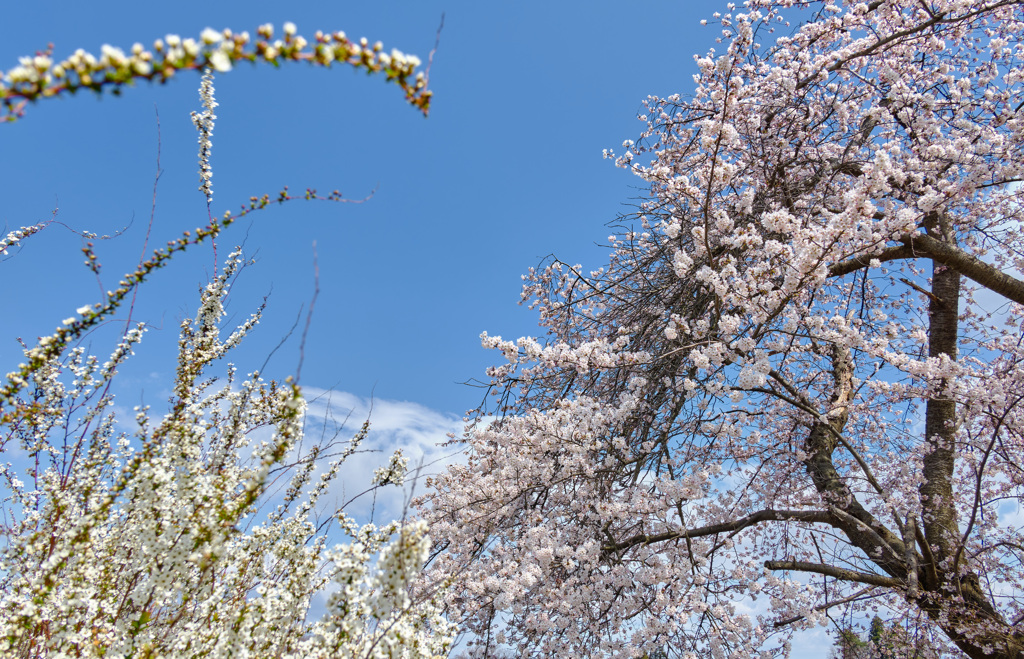 spring