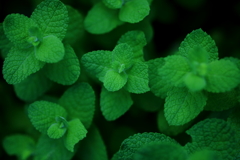mint green