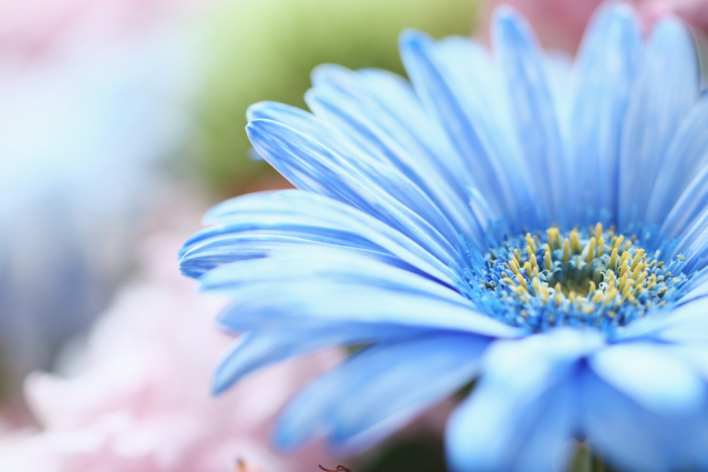 夏blue