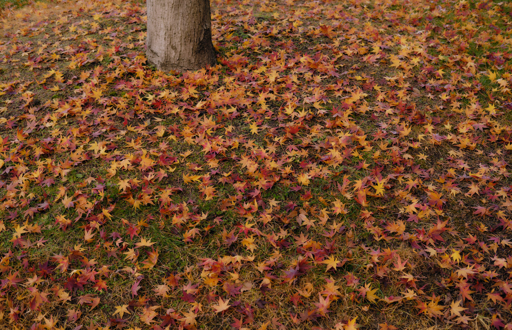 彩を散りばめて