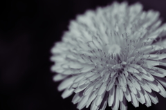 form