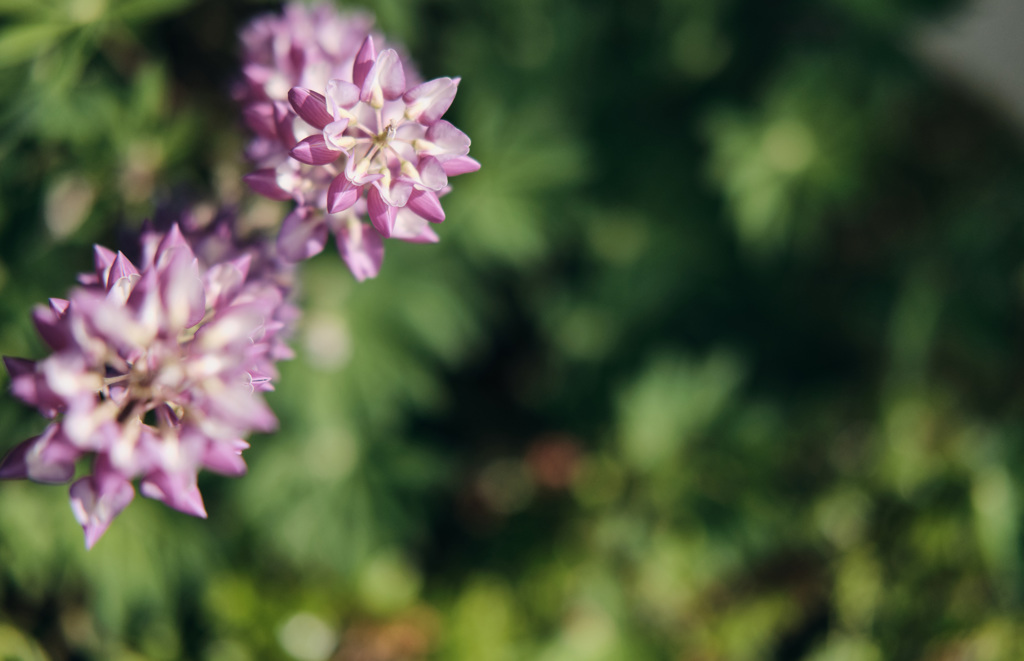 Lupinus