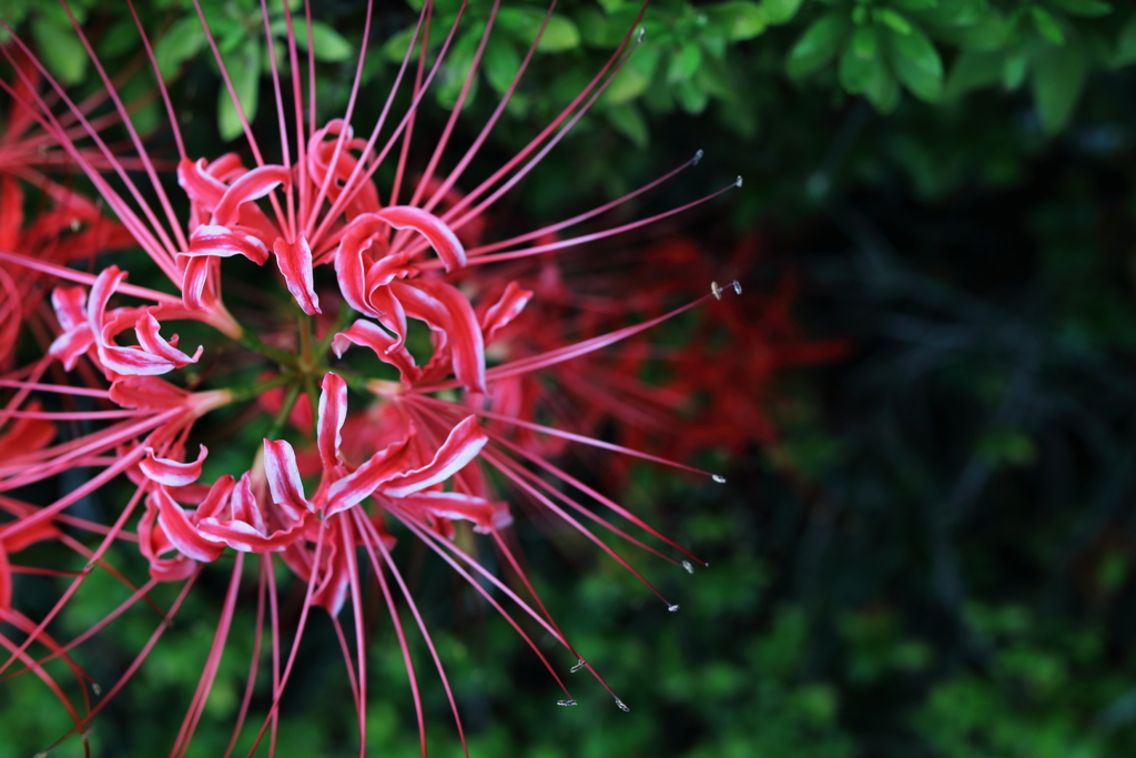 華