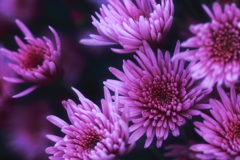 菊