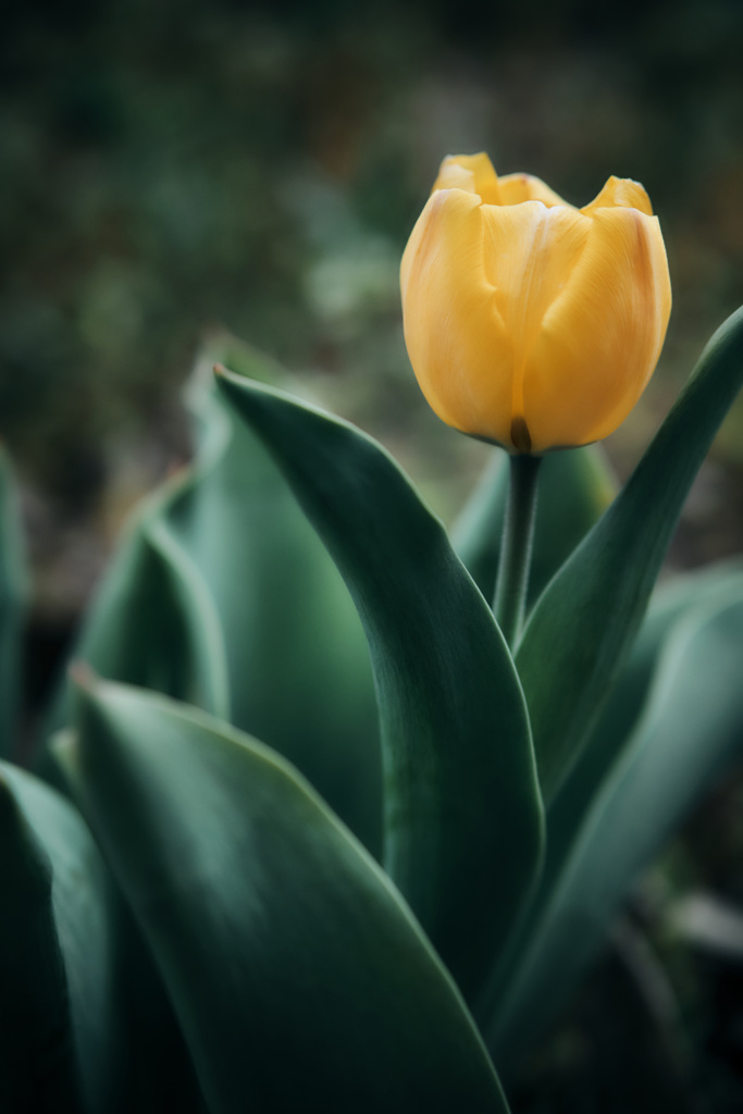 Tulip