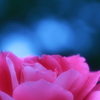 薔薇の香り