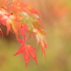 autumn colors