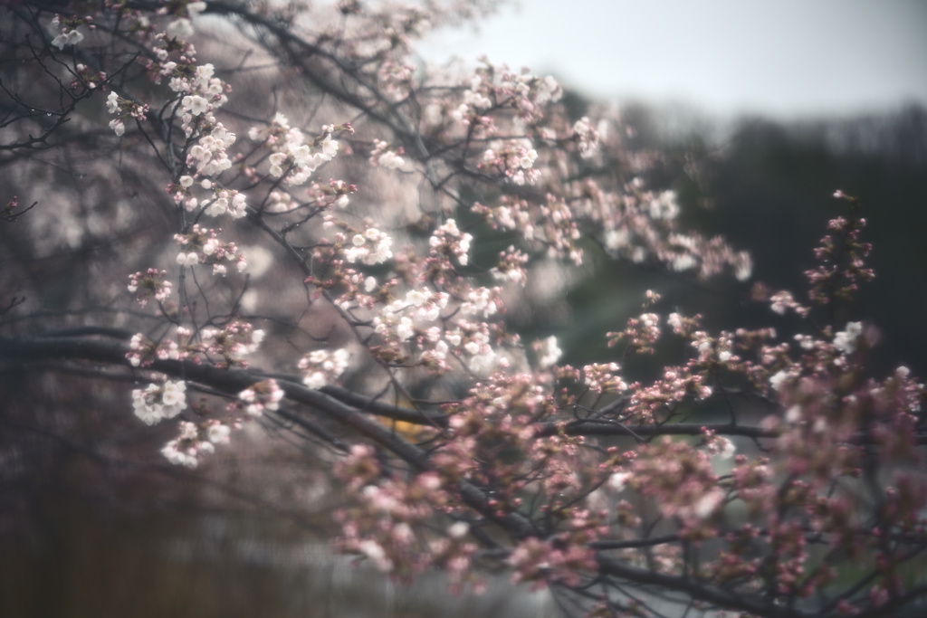 雨と桜