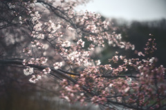 雨と桜