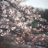 雨と桜