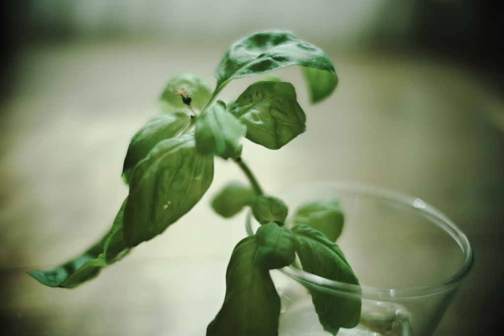Basil