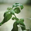 Basil