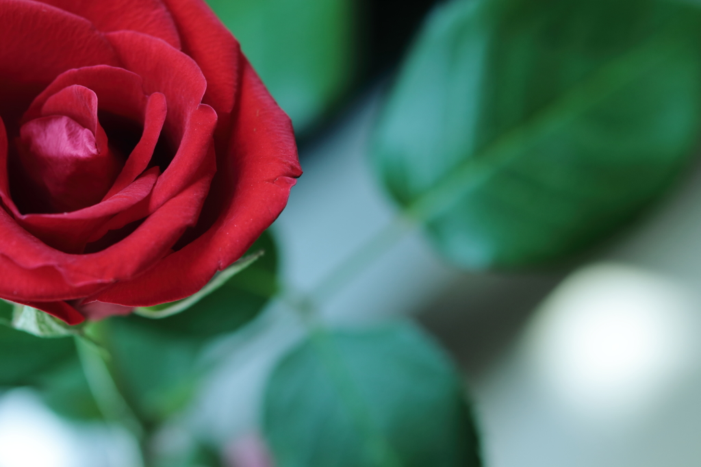 薔薇