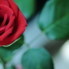 薔薇