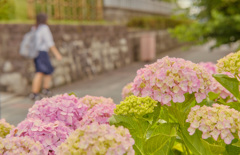 彩る帰り道