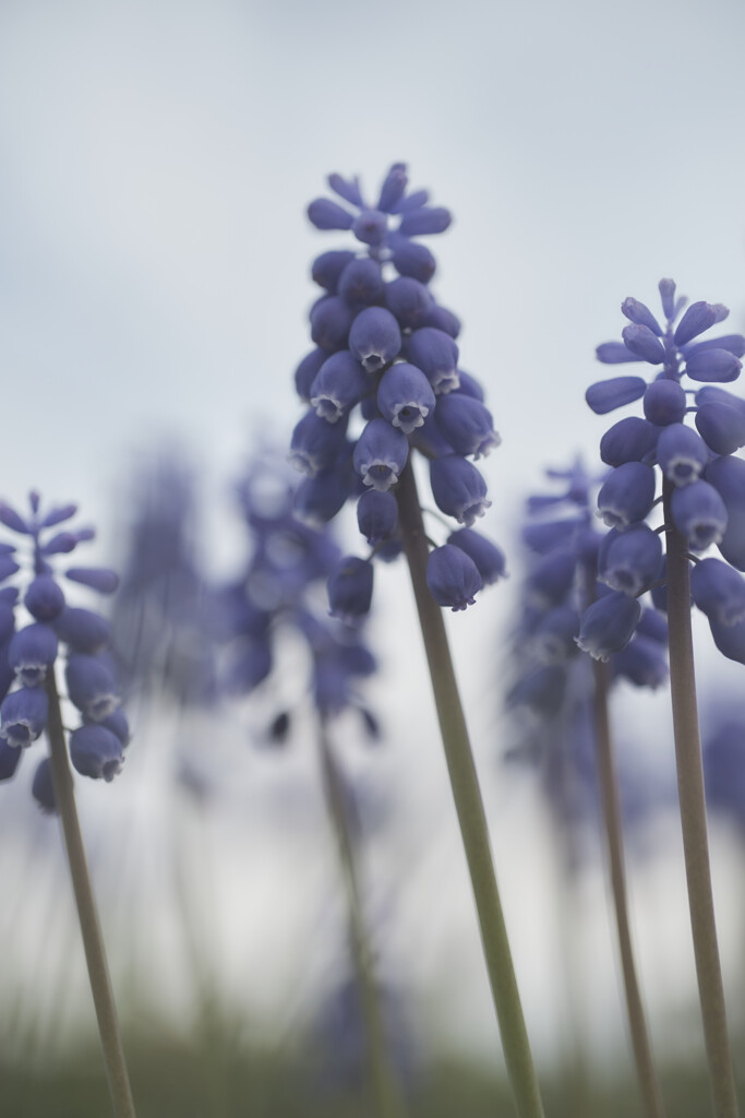 春blue