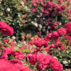 薔薇