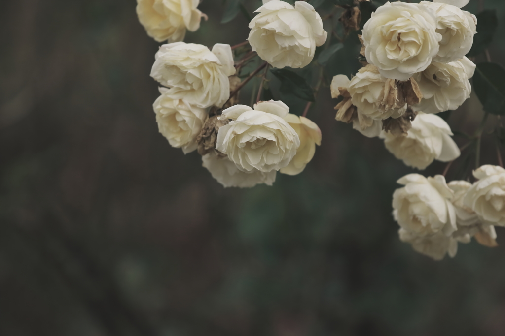 白薔薇