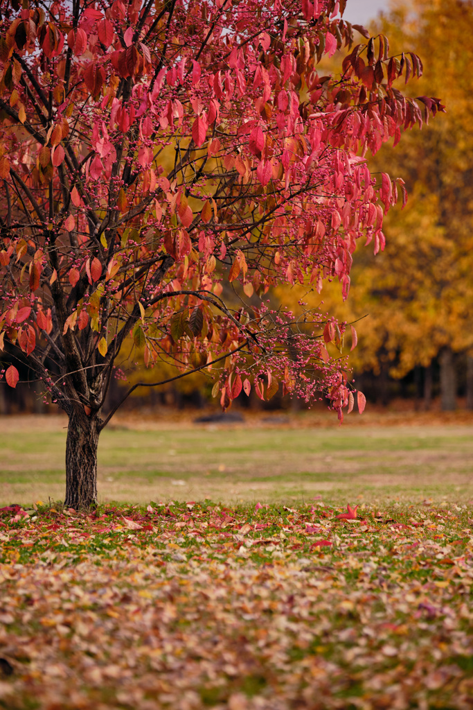 autumn colors