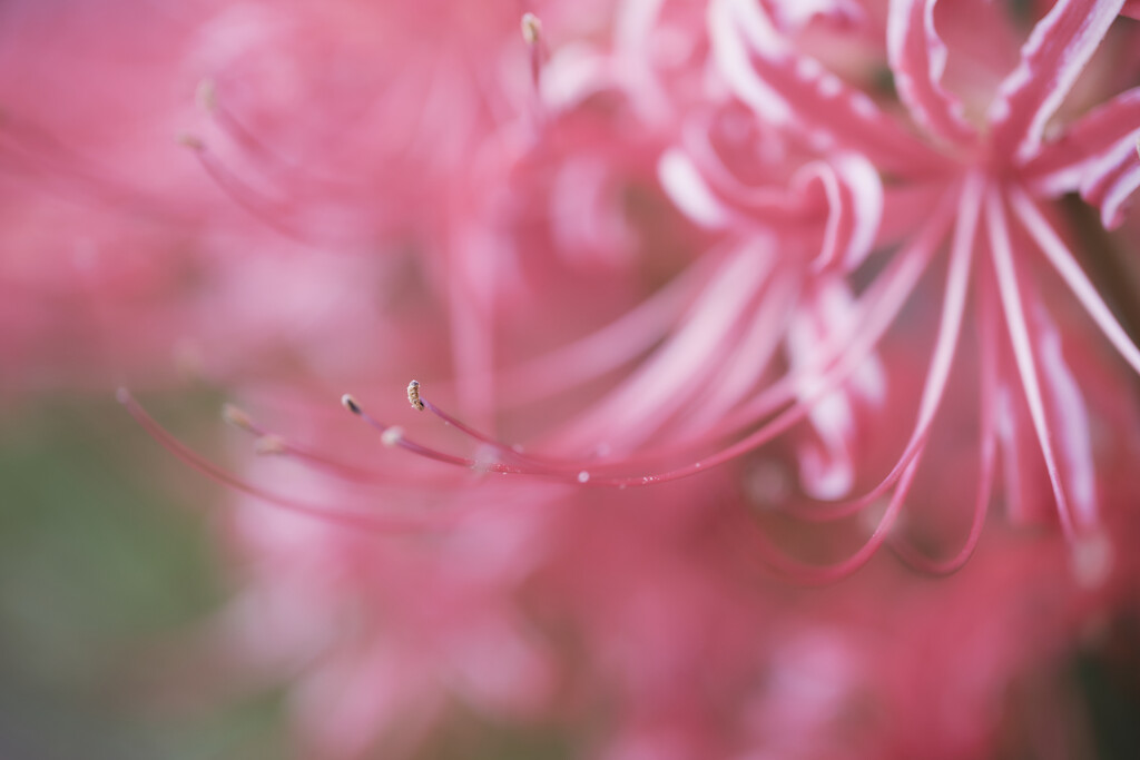 曼珠沙華