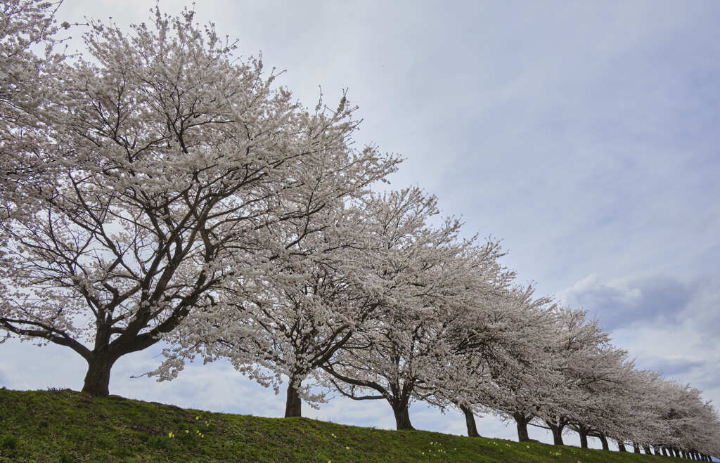 桜道