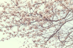 sakura
