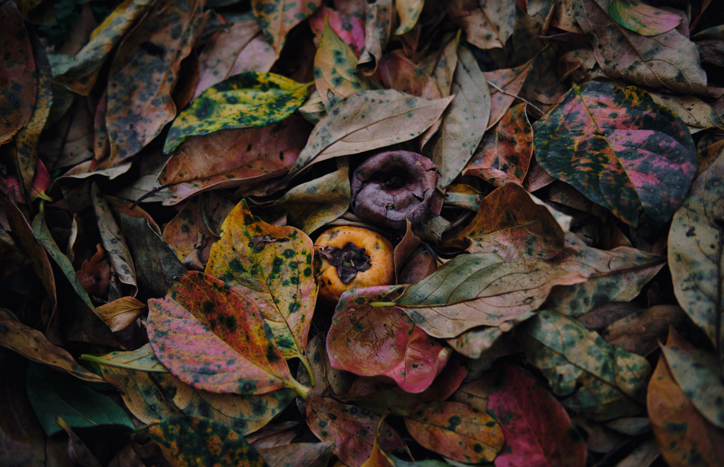 season