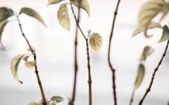 leaf