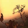 夕暮れ