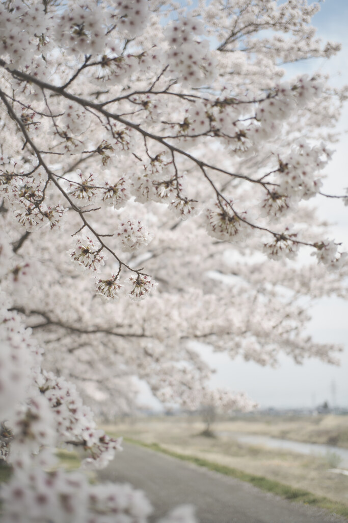 桜の下で