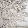 桜の下で