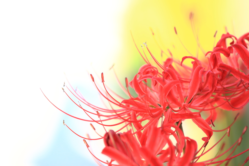 華