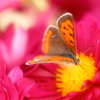 蜜