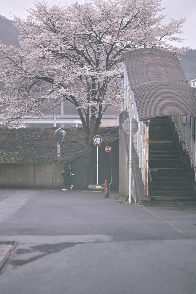 sakura