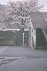 sakura