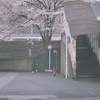 sakura