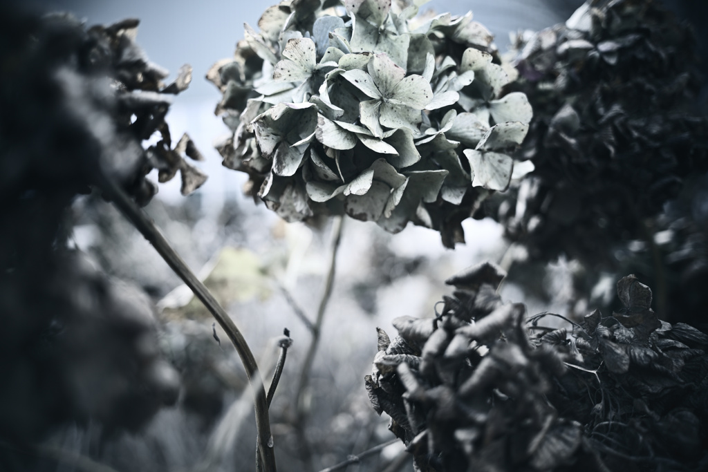 枯紫陽花