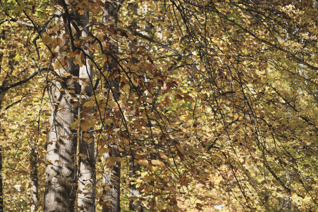 autumn colors